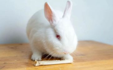 《小白兔》的作文优秀7篇