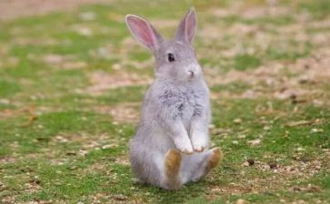 语言《小兔乖乖》教案7篇