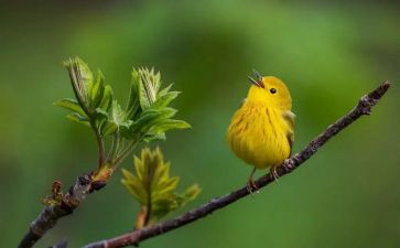 喂小鸟教学反思优质8篇