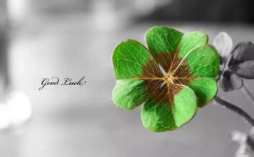 幸运草作文模板7篇