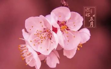 五月份工作计划6篇