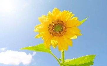 折向日葵教案8篇