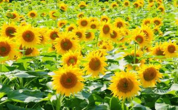 折向日葵教案通用6篇