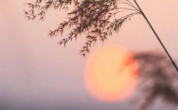 骆驼祥子名著读后感5篇