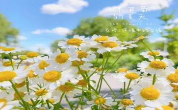 乡村的夏天作文600字5篇