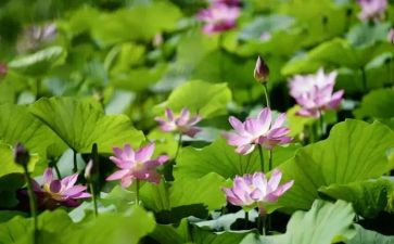夏天写景的作文通用5篇