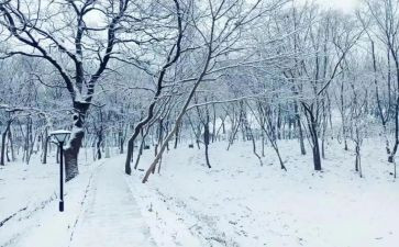 写下雪的作文500字5篇