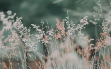 写景300字作文5篇