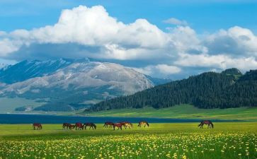 2024中国新疆之历史印记心得体会1500字8篇