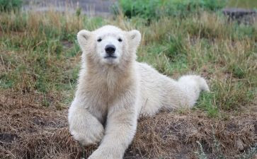 小班熊的故事教案8篇