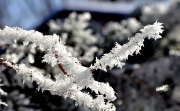 关于雪的优秀作文初中作文7篇