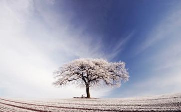 高考关于雪的作文参考8篇