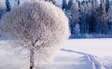 介绍雪的作文300字最新7篇