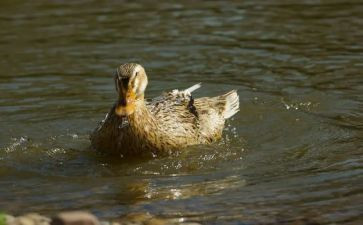 幼儿园小班小鸭找朋友教案6篇