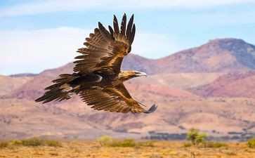 乌龟与鹰的读后感推荐5篇