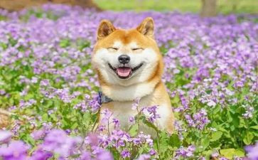 作文写有趣的事200字推荐5篇
