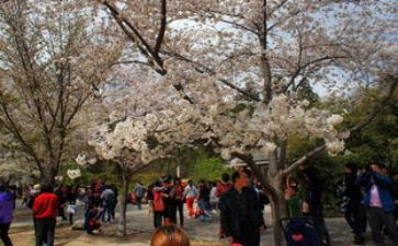 游园后感作文6篇