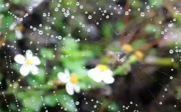 雨后的草作文5篇