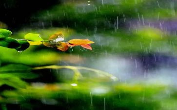 雨中的事作文300字5篇