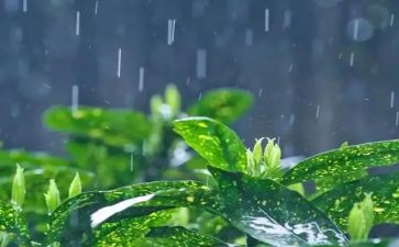 雨中读观后感8篇