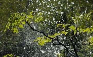 描写雨的作文250字8篇