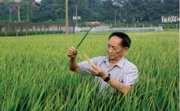 2024袁隆平的作文参考6篇