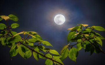 月亮教案最新5篇