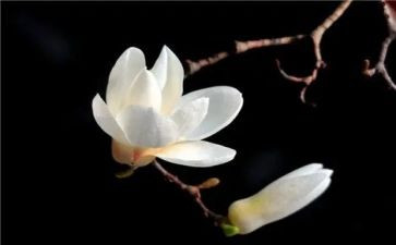 玉兰节作文5篇