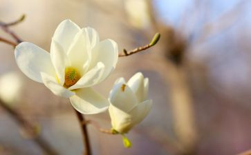 玉兰花作文300字7篇