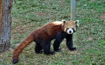 最真实的自己作文精选6篇