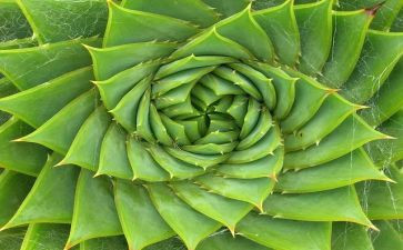 幼儿园植物角活动方案8篇
