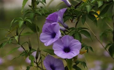 关于植物节作文7篇