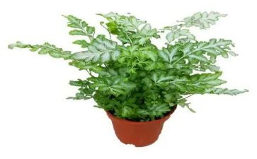 写植物或动物的作文5篇