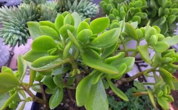 植物赞作文推荐5篇