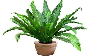 有关于植物的作文最新5篇