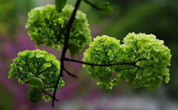 我的植物朋友作文300字作文5篇