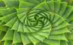 幼儿园植物角活动方案8篇