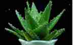 关于写植物的作文7篇