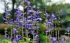 植物赞作文600字5篇