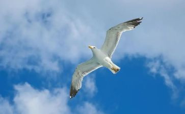 爱和自由自由的读后感作文5篇